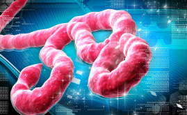 Nigeria: Ebola - Confirmed Cases Now 13 - FG (Vanguard)
