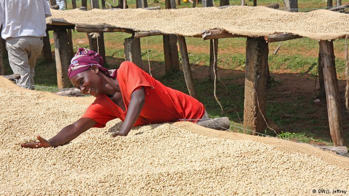 Analysis of the coffee industry in ethiopia