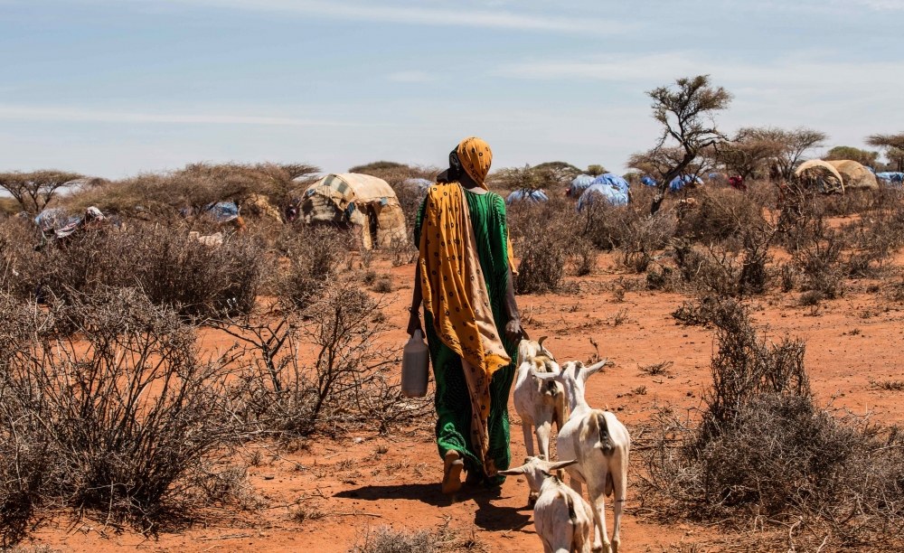 Ethiopia Investing On Dairy Farming to Earn More Economic Benefits