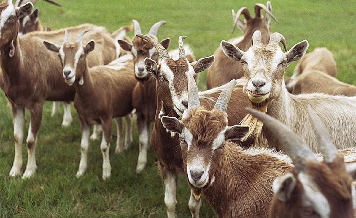 Kenya What Do A Herd Of Goats A Few Cattle And A Baby Have In Common nigerian-dwarf-goat-herd-tiny-pines-homestead