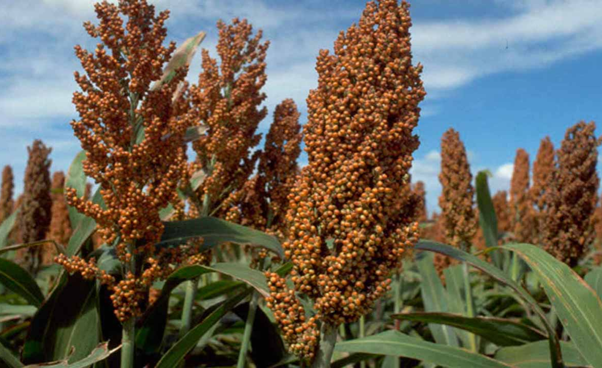 Nigeria Now Second World's Leading Producer of Sorghum - allAfrica.com