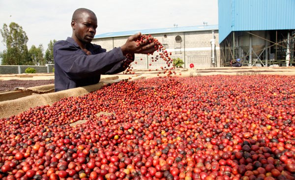 Kenya: Government to Establish a Coffee Research Institution