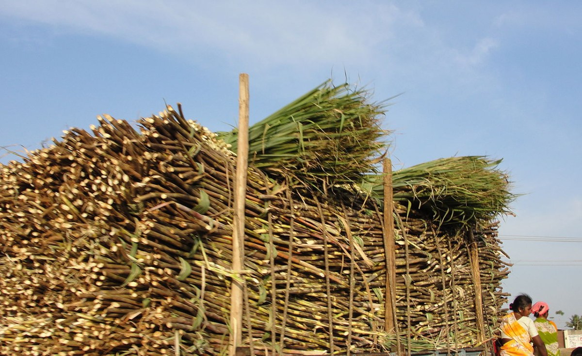 Zimbabwe Hunger Pushes Chiredzi Children Into Sugarcane Theft