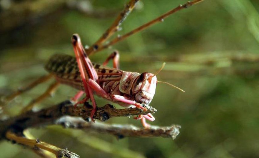 Uganda: Desert Locust Invasion Could Cost Country U.S.$218 Million