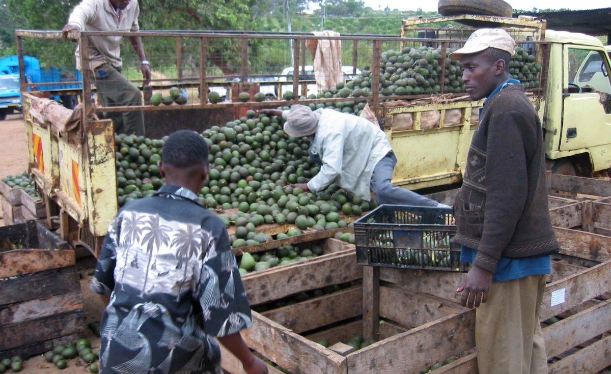 Kenya: Proposed Law on Avocados Causes Storm in Mt Kenya